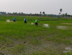 Serentak di 3 Desa, Balintan Gorontalo Gelar Gerdal Massal Amankan 30 Hektar program PMAAS di Boalemo