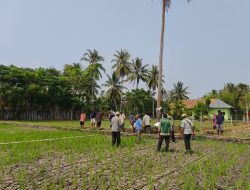 Antisipasi Kekeringan, Balintan Gorontalo Perkuat Kesiapsiagaan Petani Padi Sawah