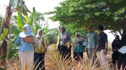 Pisang Lambi Tanduk Jadi Perhatian, BPPSBP Gandeng Akademisi UNG Siapkan Pelepasan Varietas Lokal Gorontalo