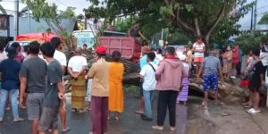 Pohon Tumbang, Mobil Brio Terjebak di Bawah Reruntuhan