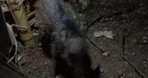 Rumor Babi Ngepet, Ibu-ibu: Dia Nganggur, Tapi Uangnya Banyak