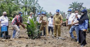 Tanam Perdana Kemitraan PT BSP dengan Gapoktan