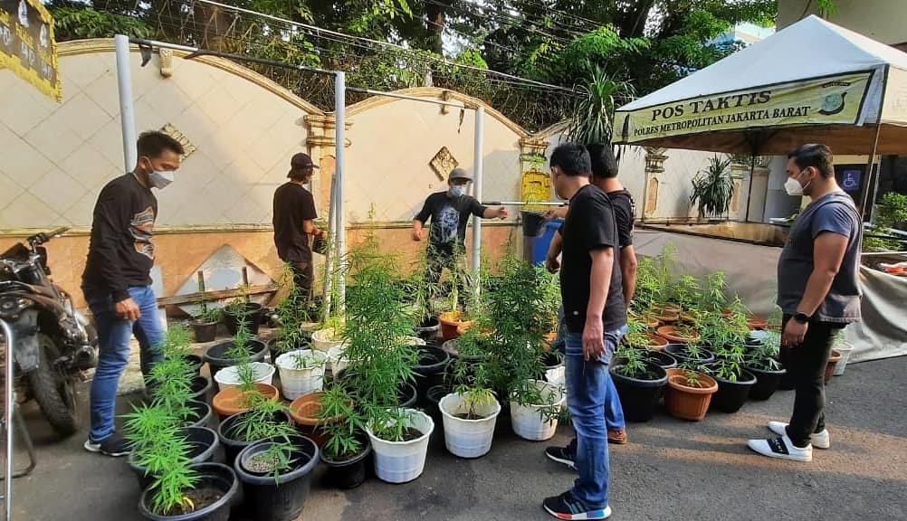 Bertani Ganja dengan Sistem Hidroponik, Rumah ini Digrebek Polisi