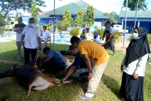 Karwayan PDAM Bone Bolango Berqurban 10 Ekor Sapi di Tengah Pandemi Covid-19