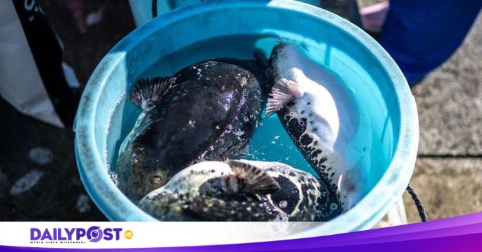 Waspada Tetrodotoxin! Keracunan Ikan Buntal Renggut Nyawa Warga ...